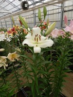 [3160 Massari World B No01.JPG]